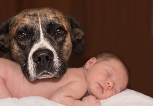 Chien et bb : bien prparer la rencontre